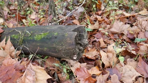 Log cut in half with green moss on the side Stock-Footage 141765055