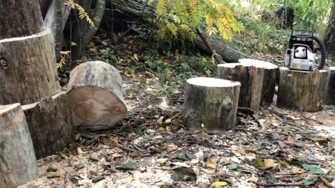 Log cut into pieces using a chainsaw, forest landscape Stock Footage 254905048