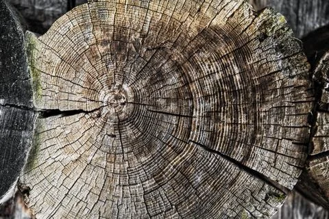 Log cut with shallow depth of field Foto stock