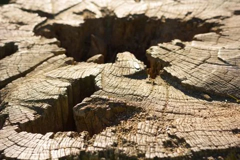 Log cut in the shape of a table Foto stock
