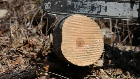 Log cutting Stock Footage 104244599