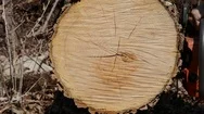 Log Cutting Stock Footage