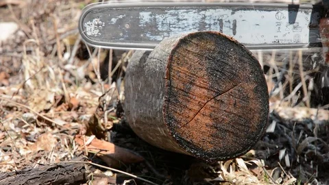 Log cutting Stock Footage 104851184