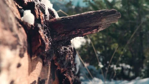 Log Dripping with Melting Snow 動画素材 71992406