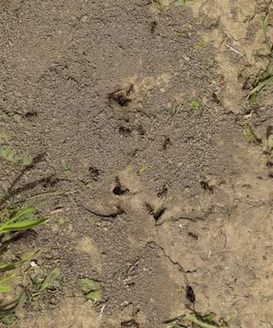 Log in earthen nest of ants Stock Photos