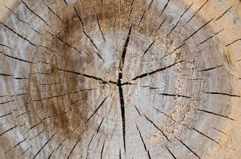 Log end Stock Photos