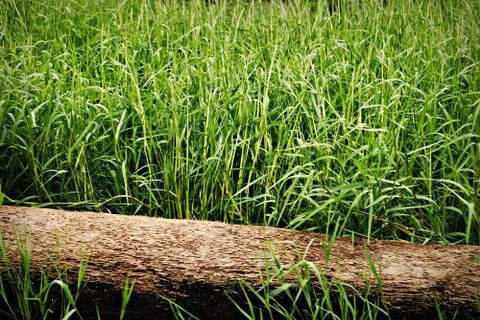 Log fallen on green grass Foto stock