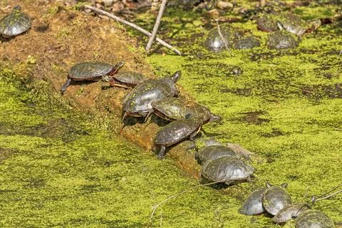 Log Filled With Basking Turtles Stockfoto's