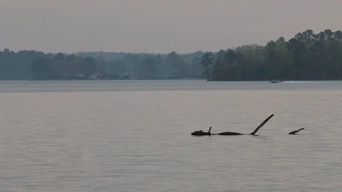 Log floating along calm lake with boat in background Stock Footage 128774037