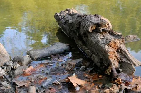 Log floating in lake 写真素材