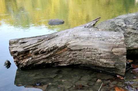 Log floating 写真素材