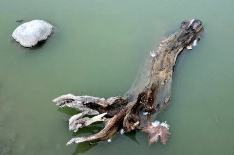 Log floating 写真素材