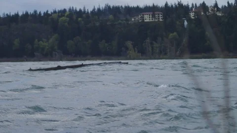 Log Floating in Stormy River Vidéo 95763811