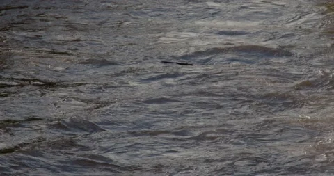 A log floats in flooded dirty river with muddy brown water Stock Footage 211319942