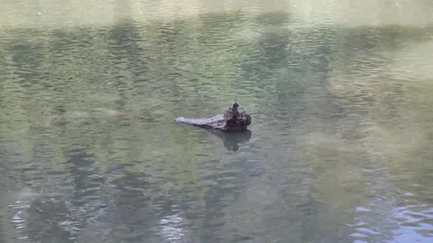 The log floats on the river Stock Footage 160890365
