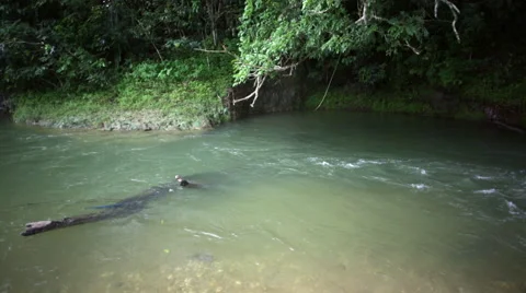 Log in flowing river course 02 스톡 동영상 53040141