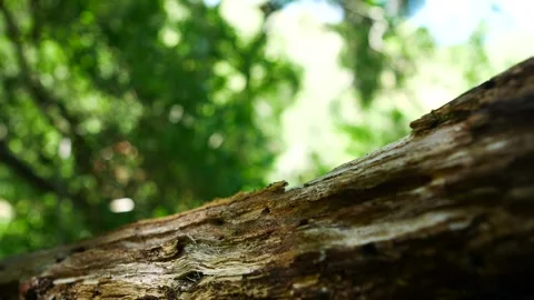 A Log in Focus Stock Footage 281996185