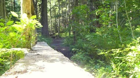 Log Foot Bridge Stock Footage 12027765