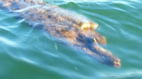 Log 스톡 동영상 486744