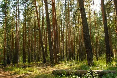 A log in the foreground and a large number of pine trees in the background Stock Photos