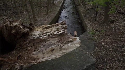 LOG IN FOREGROUND OF CREEK 스톡 동영상 194456401