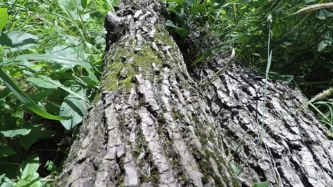 Log on forest floor Stock Footage 130248540