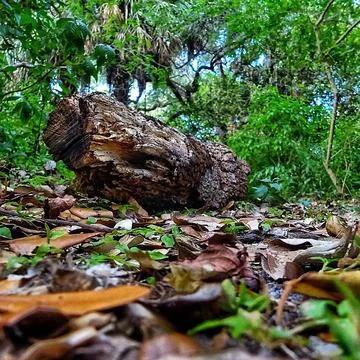 Log on forest floor Stock Photos
