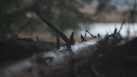 Log in Forest Stock Footage 245572401