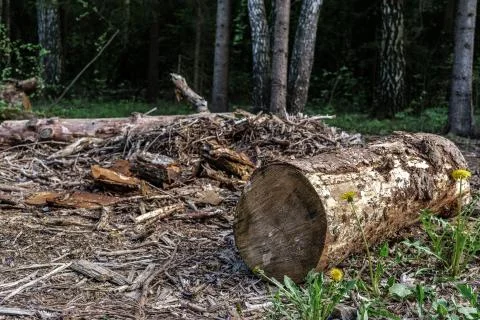 Log in the forest. Stock Photos