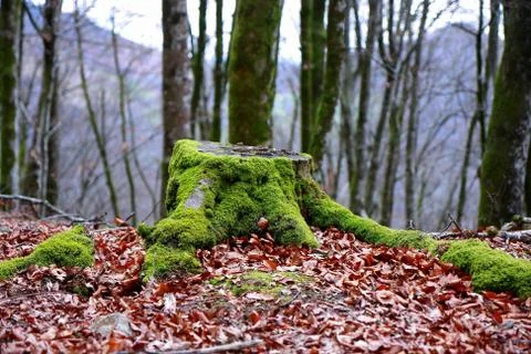Log in forest Stock Photos