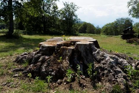 Log of giant tree with calendula Stock Photos