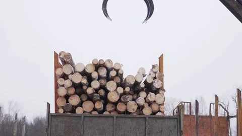Log grappler getting pieces of logs from truck. Deforestation for Industrial Stock Footage 130878967
