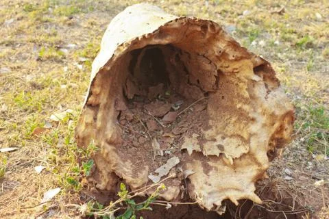 Log on the grass Stock Photos