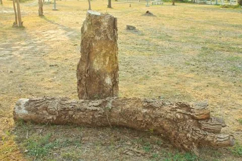 Log on the grass Stock Photos