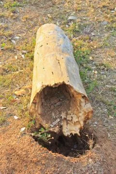 Log on the grass Stock Photos