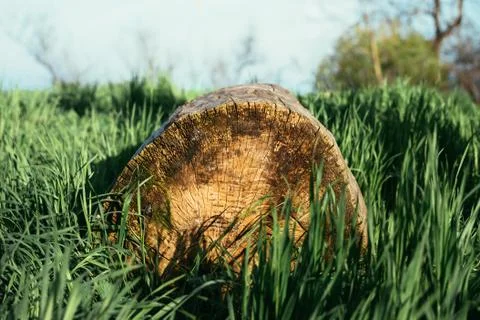 The log in the grass in the sunlight Stock Photos