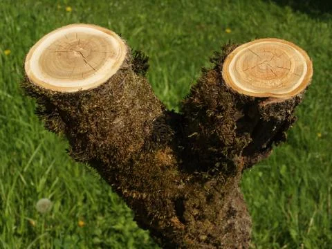 Log on green grass. Stock Photos