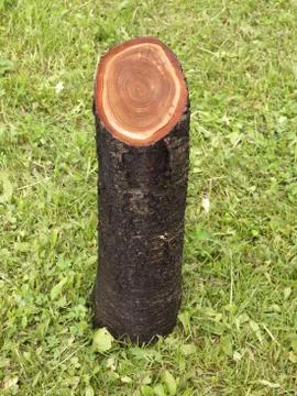 Log on green grass. Foto stock