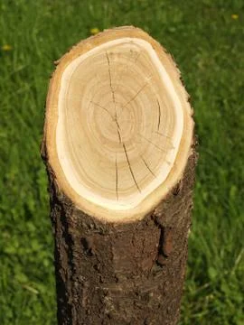 Log on green grass. Foto stock