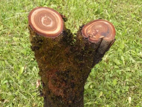 Log on green grass. Stock Photos