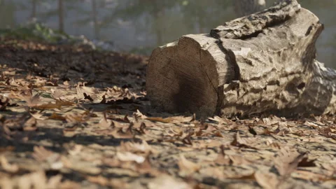 Log on ground surrounded by autumn leaves in a forest setting Stock Footage 345064196