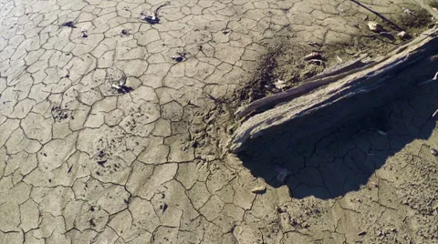 Log Half Buried in Dry Mud of Lake Bed Stock Footage 33793129