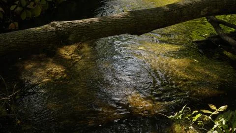 A log hanging over a forest stream Stock Photos