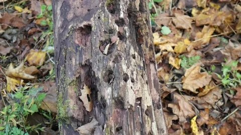 Log with holes in it in the forest Vídeo Stock 141766387