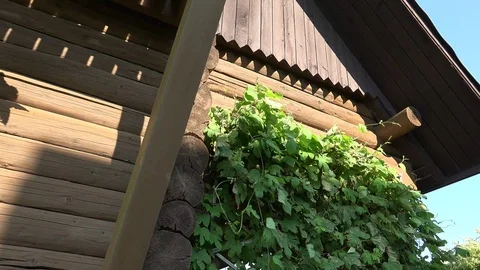 A Log House, Log Building or Wooden Houses 4 動画素材 96196812