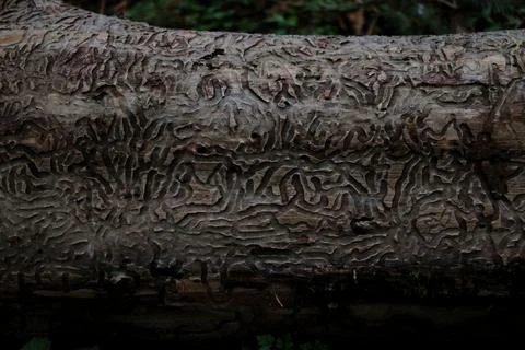 A log with intricate patterns eaten into it by beetles  Stock Photos