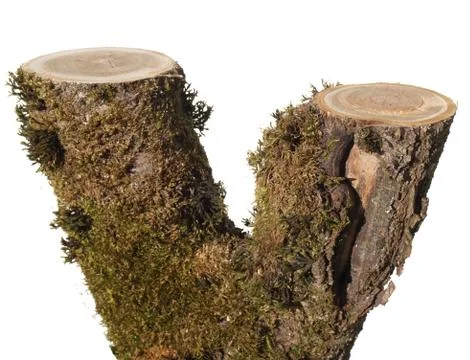 Log isolated on a white background Stock Photos
