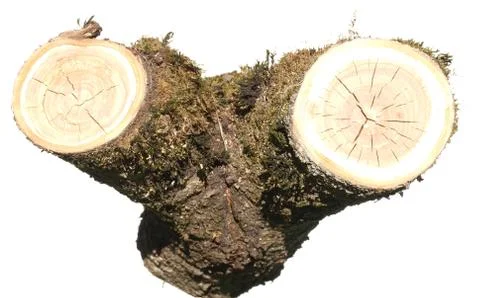 Log isolated on a white background Stock Photos