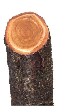 Log isolated on a white background Foto stock