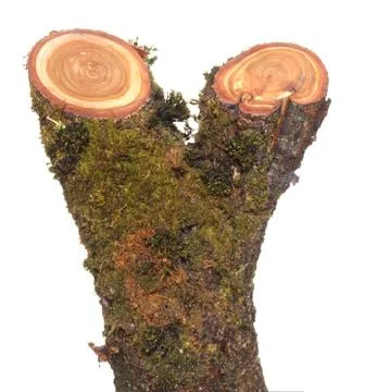 Log isolated on a white background Stock Photos